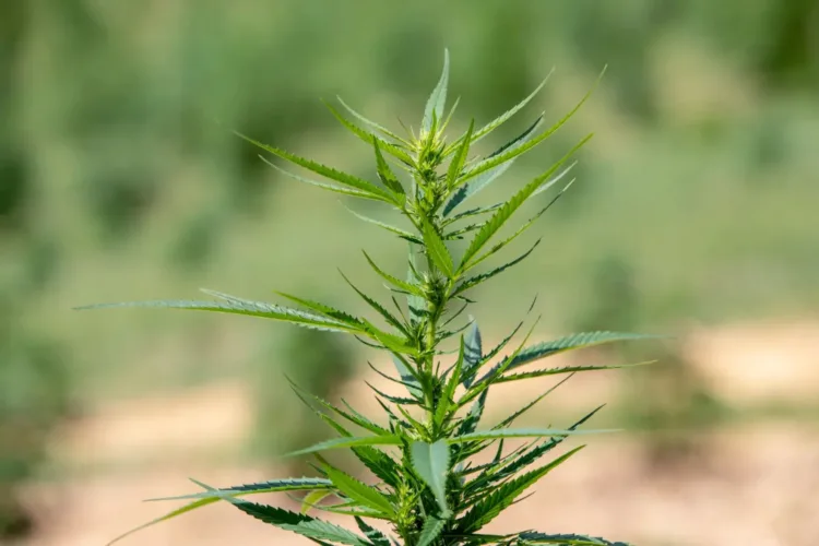 Pa.’s attorney general is backing a hemp product ban. The industry  says it goes way too far.